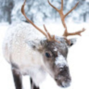 Meet your Posher, Ivan